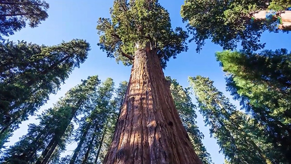الشجرة الاستوائية الأكثر ارتفاعاً في العالم