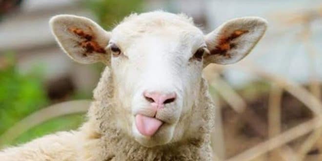 فيديوهات مضحكة لخوف العيد