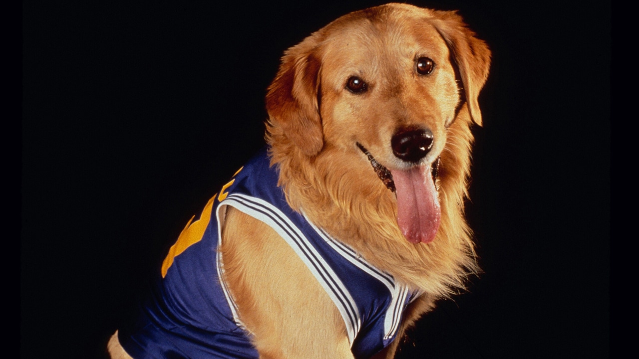 Air Bud (1997) فيلم