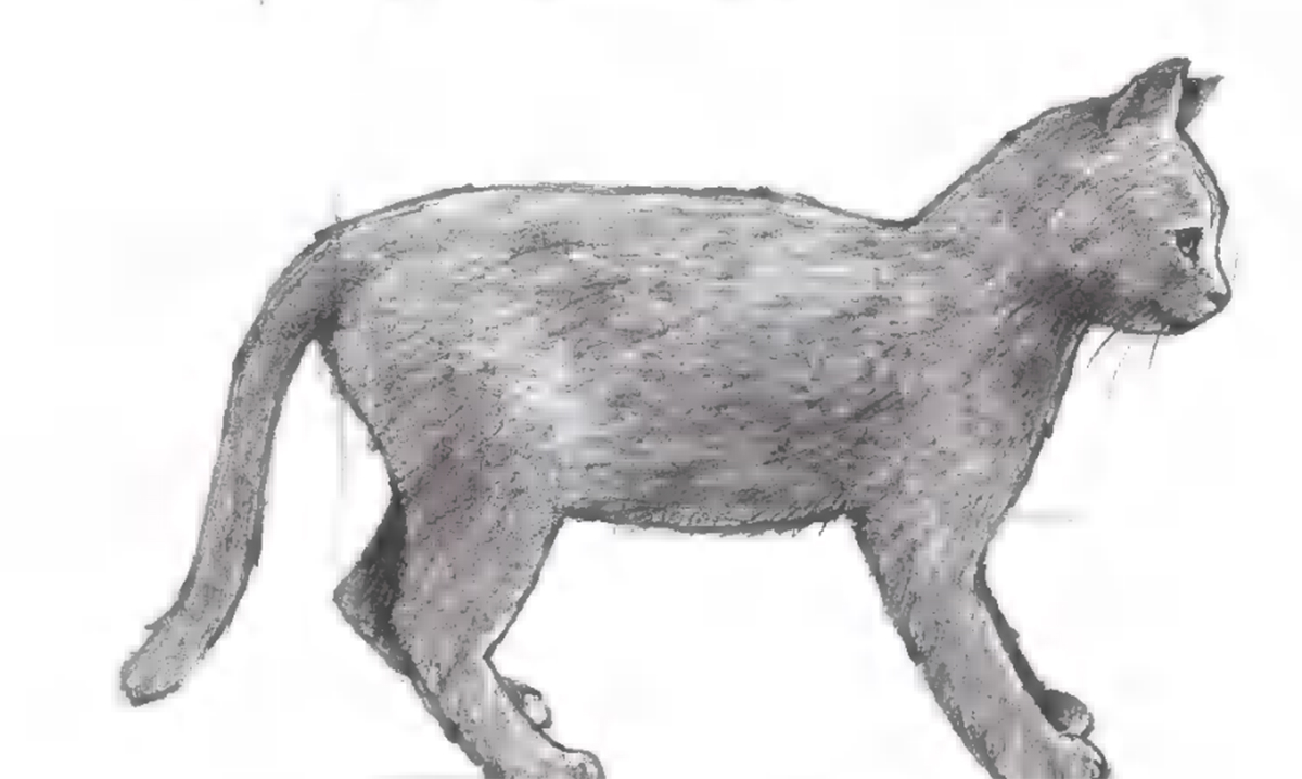 قم بتحديد الرسم النهائي بقلم ثقيل 