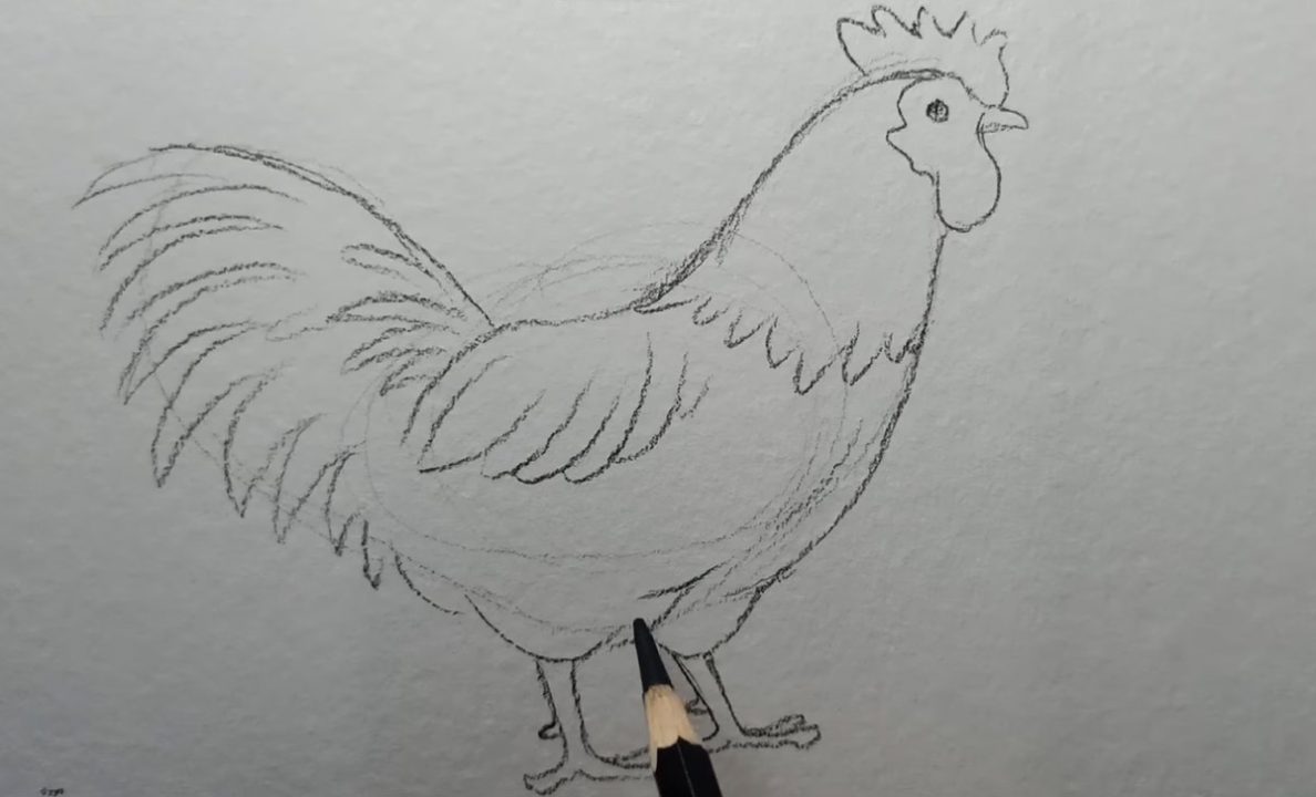 رسم دجاجة