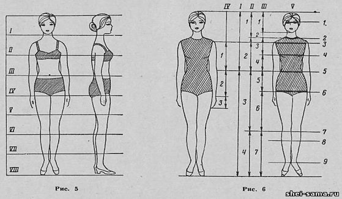 فهم مبادئ التشريح الأساسي (Basic Anatomy)