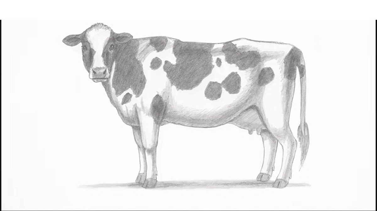 رسم بقرة