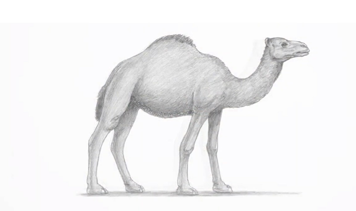 رسم جمل