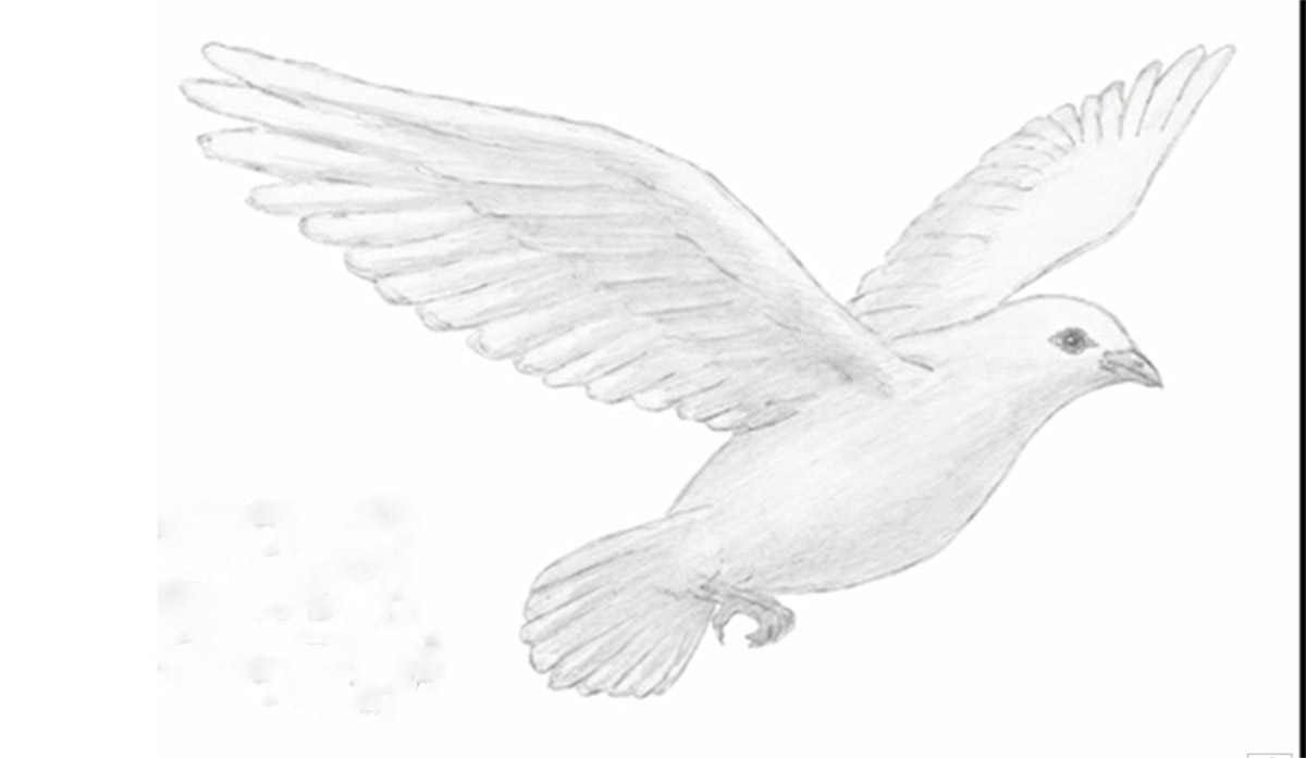 رسم حمامه