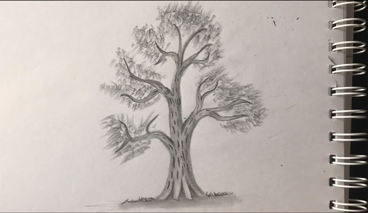 رسم الاشجار