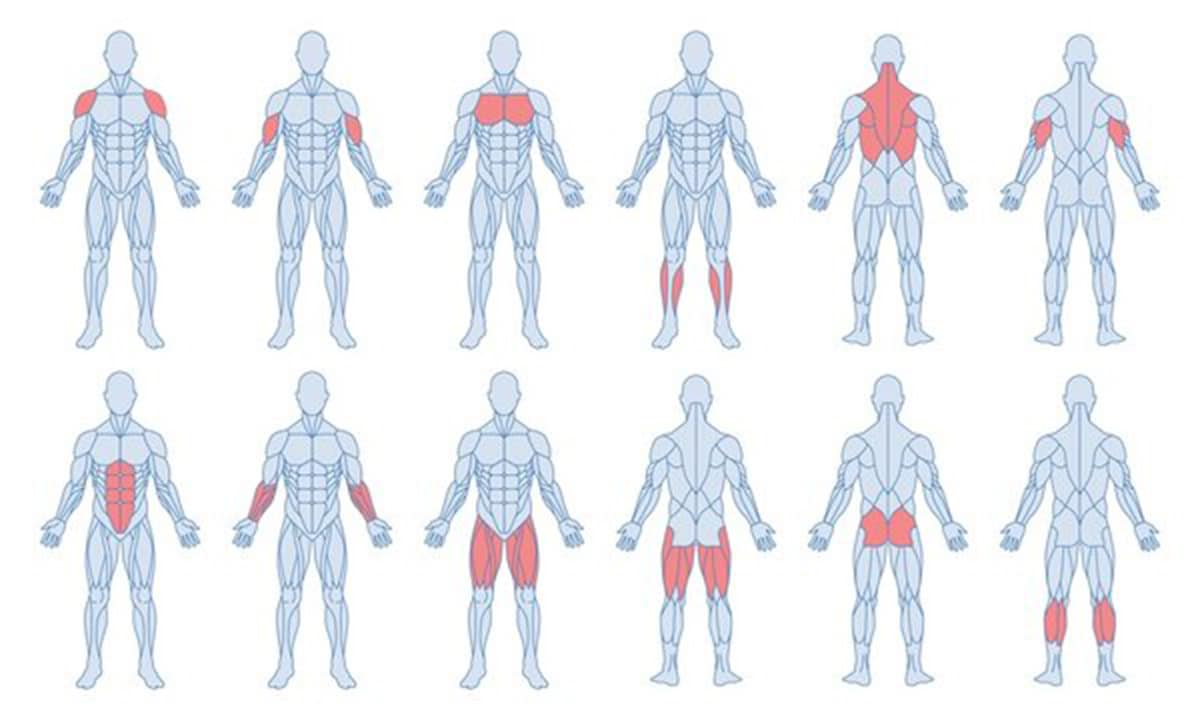 طبيعة البنية العضلية للرجل (Male Musculature)
