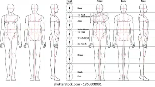 مقاييس الرأس القياسية لطول الجسم (The Head-Ratio Systems)