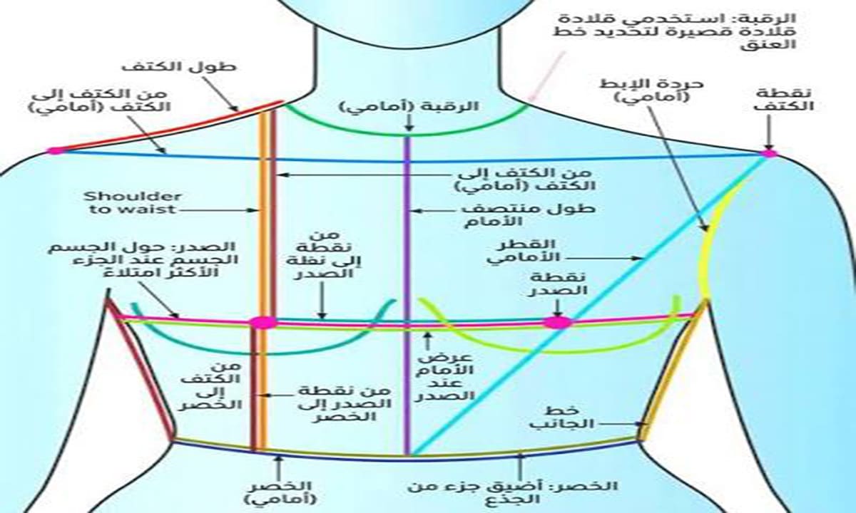 الفروقات الهيكلية العرضية (عرض الكتفين والحوض)